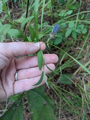 Crotalaria sagittalis