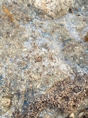 Camponotus festinatus