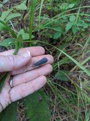 Crotalaria sagittalis