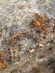 Camponotus festinatus