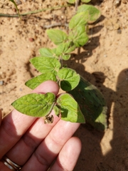 Matelea cynanchoides