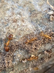 Camponotus festinatus