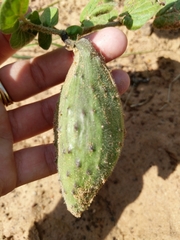 Matelea cynanchoides