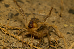 Galeodes araneoides