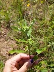 Asclepias tomentosa