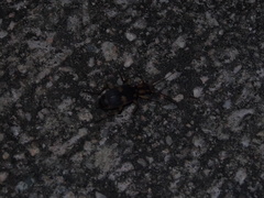 Pheropsophus javanus