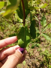 Asclepias tomentosa
