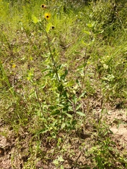 Asclepias tomentosa