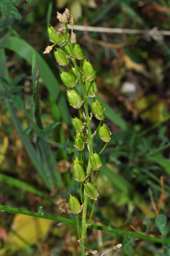 great camas
