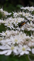 Sciara hemerobioides