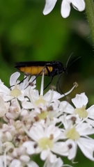 Sciara hemerobioides