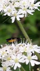 Sciara hemerobioides