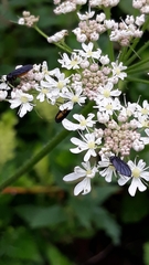 Sciara hemerobioides