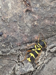 Xylotrechus insignis