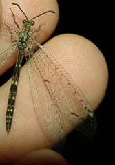 Neuroleon distichus