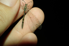 Neuroleon distichus