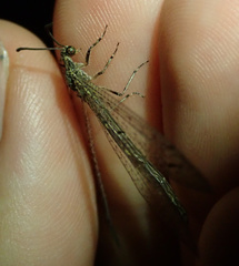 Neuroleon distichus