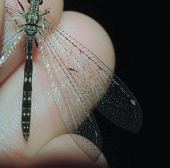 Neuroleon distichus