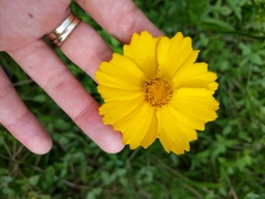 Coreopsis intermedia
