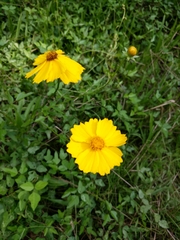 Coreopsis intermedia
