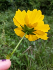 Coreopsis intermedia