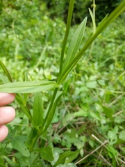 Coreopsis intermedia