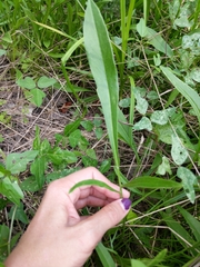 Coreopsis intermedia