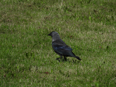 Corvus monedula