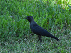 Corvus monedula