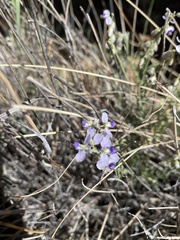 Hebecarpa barbeyana