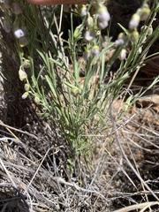 Hebecarpa barbeyana