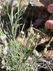 Hebecarpa barbeyana