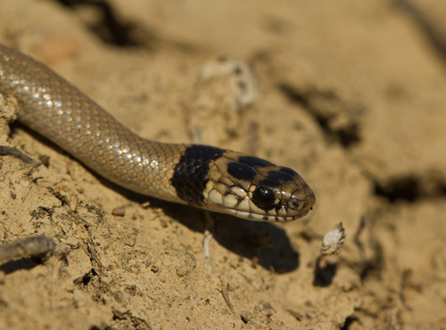 Collared Dwarf Snake