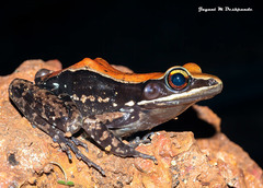 Hydrophylax bahuvistara