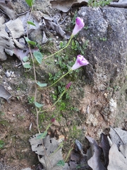 Ipomoea hartwegii