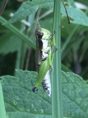 Melanoplus gracilis