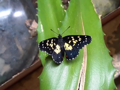 Chlosyne poecile
