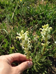 Pedicularis parryi