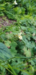 Impatiens parviflora