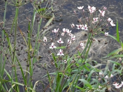 Butomus umbellatus