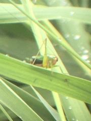 Conocephalus nigropleurum