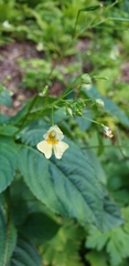Impatiens parviflora