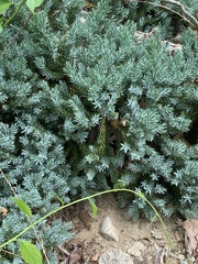Juniperus procumbens