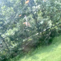 Metepeira labyrinthea