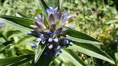 Gentiana cruciata cruciata