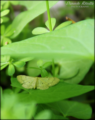 Idaea politaria