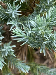 Juniperus procumbens
