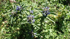 Gentiana cruciata cruciata