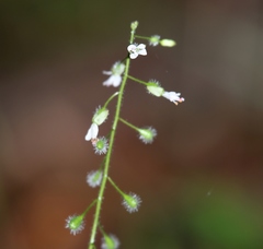 Circaea × intermedia