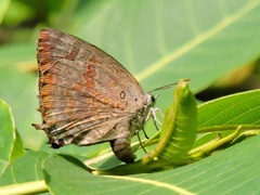 Arhopala amantes